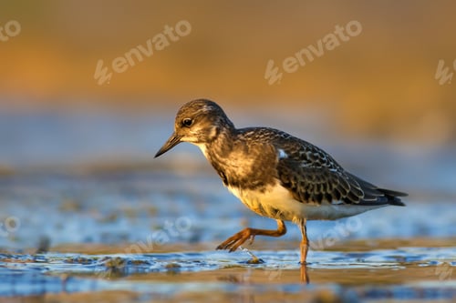 Preview: Water Bird. Colorful Nature Background. Bird: Ruddy Turnstone.