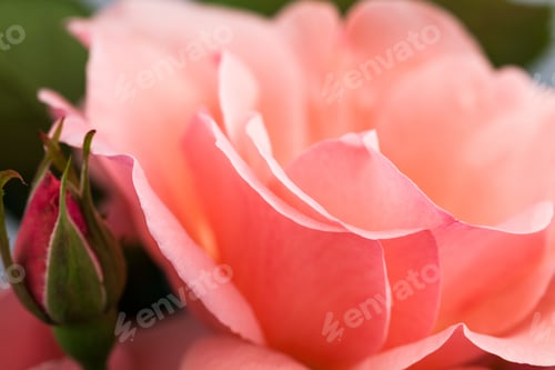 Vorschau: Bunte, schöne, zarte Rose mit Details