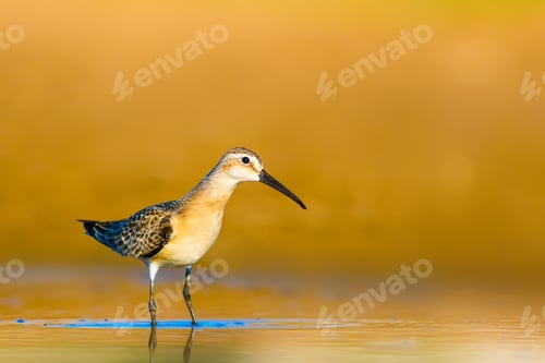 Preview: Cute Water Bird. Colorful Nature Background. Curlew Sandpiper