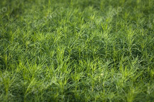 Preview: Young Spruce Seedlings