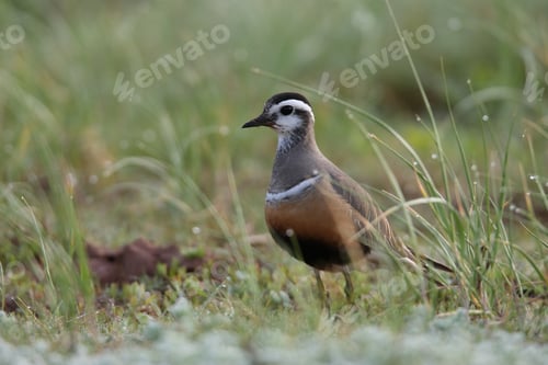 Preview: Eurasian Dotterel (Charadrius Morinellus) Helgoland, Germany