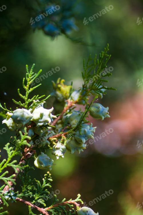 Preview: Incense Cedar Tree Calocedrus Decurrens Branch Close Up.