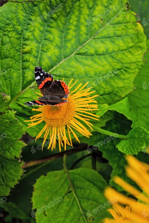 Preview: Beautiful Butterflies On The Flowers Of Inula High (Inula Helenium L. )