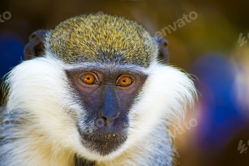 Preview: Cute Vervet Monkey. Blur Background. Monkey Portrait.