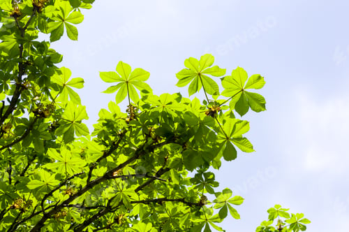 Preview: Flowering Branches Of Chestnut Castanea Sativa Tree, And Bright Blue Sky