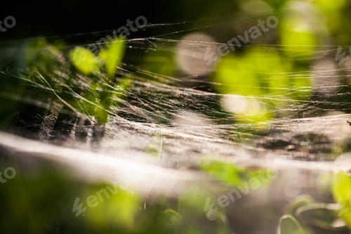 Preview: Buxus Sempervirens Bush - Macro Details With Spiderweb And Soft Focus