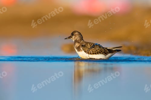 Preview: Cute Water Bird. Common Bird Ruddy Turnstone. Colorful Nature Background. Bird: Ruddy Turnstone