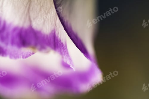 Preview: Abstract, Macro Shot Of Cyclamen Petals. Image Has Grain Texture Visible On Its Maximum Size