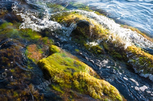 Preview: Rocky Sea Shore With With Seaweed, Transparent Waves With Foam, On A Warm Summer Day