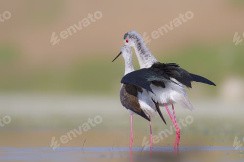 Preview: Birds In Love. Black Winged Stilt. Natural Background.