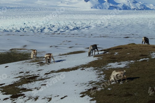 Preview: Reindeer, Caribou, Iceland
