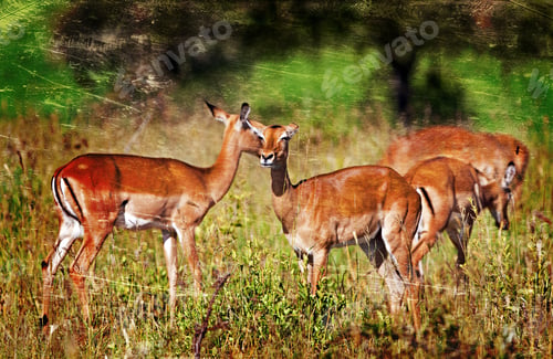 Preview: Vintage Style Image Of Female Impala Antelopes, Tarangire National Park, Tanzania