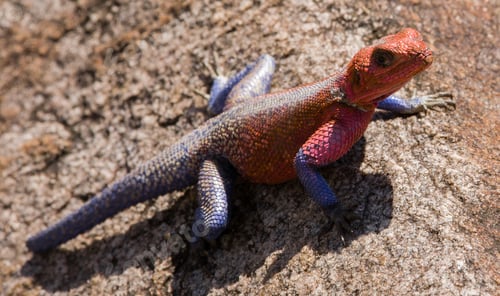 Preview: Red-Headed Rock Agama, Maasai Mara National Park, Kenya