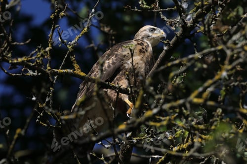 Preview: Young Buzzard Common Buzzard (Buteo Buteo)
