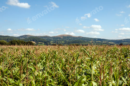 Preview: Summertime Crops In The Agricultural Lands Of Britain.