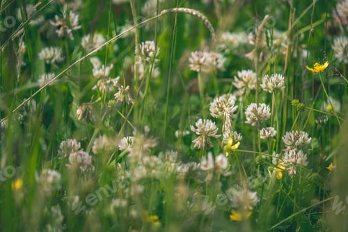 Preview: Sunny Meadow With Dandellions And Daisies In Summer At Countryside - Vintage Retro Look