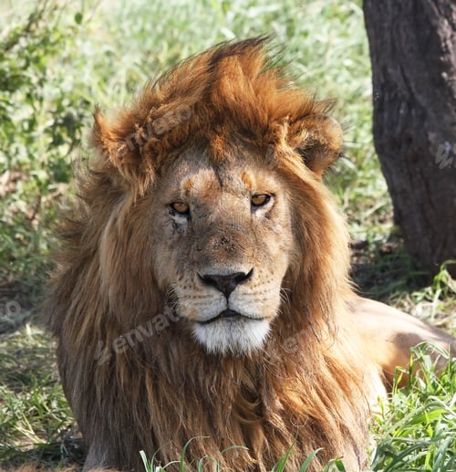 Preview: Male African Lion In The Serengeti National Park, Tanzania