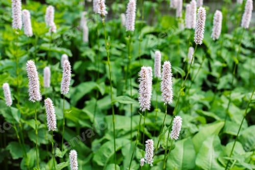 Preview: Polygonum Bistorta, Perennial Medicinal Plant