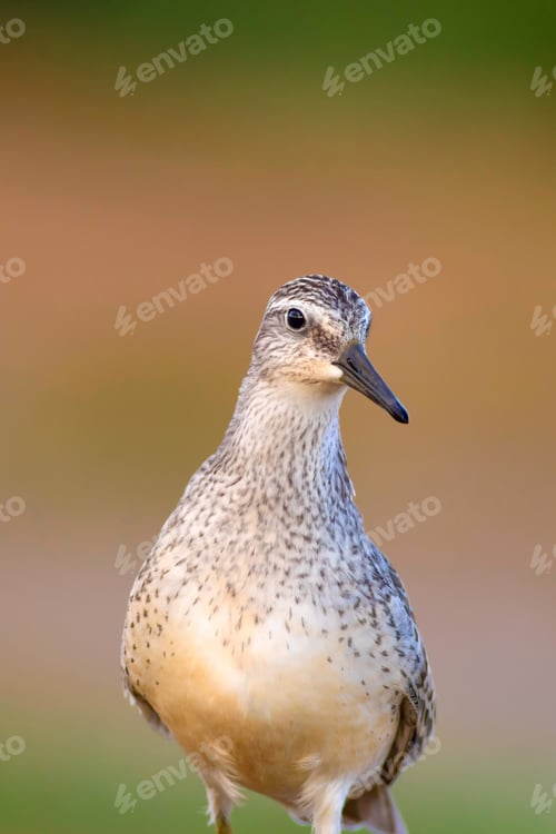 Preview: Cute Water Bird. Colorful Nature Background. Bird: Red Knot. Calidris Canutus.