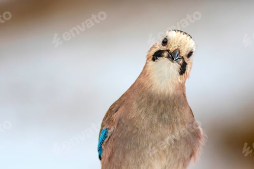 Preview: Cute Bird Eurasian Jay. Garrulus Glandarius. White Winter Background.