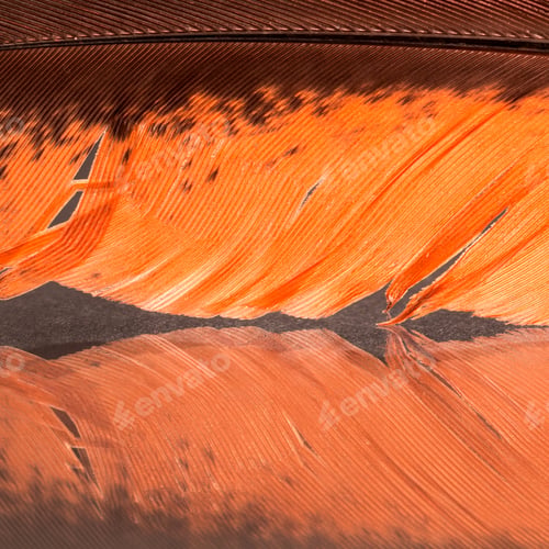 Preview: Colorful Rooster Feather With Details And Reflexions