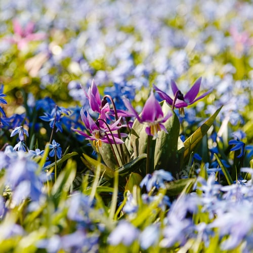 Preview: Siberian Fawn Lily (Erythronium Sibiricum) In Garden. Erythronium Dens-Canis Or The