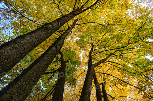 Preview: Gorgeous Maple Trees From Below