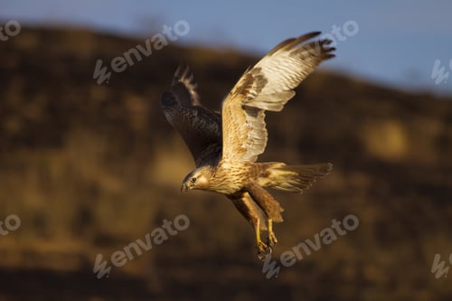 Preview: Bird Of Prey. Flying Buzzard. Yellow Nature Habitat Background. Bird: Long Legged Buzzard. Buteo