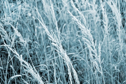 Preview: Winter Landscape. Frozen Grass