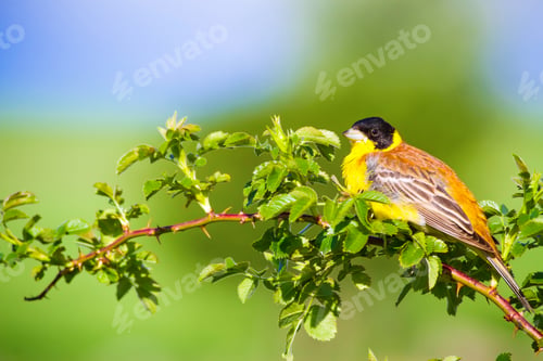 Preview: Cute Bird. Green Nature Background. Bird On Green Branch. Black Headed Bunting