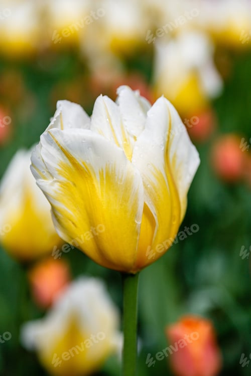 Preview: Yellow Tulips In The Garden. Sort Orange Cassini. Bulbous Plants In The Garden.