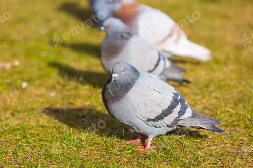 Preview: Pigeons In City Park Photographed In Warm Light. Wild Birds Living In City.