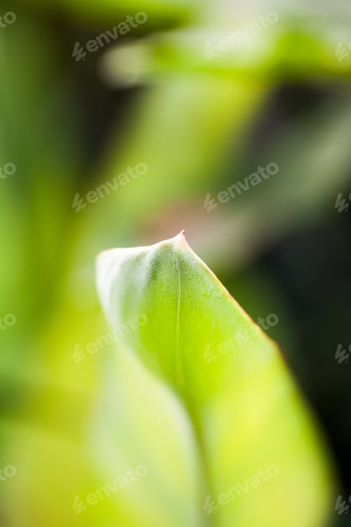 Preview: Strelitzia Reginae Leaves In Botanical Garden In Balchik, Bulgaria
