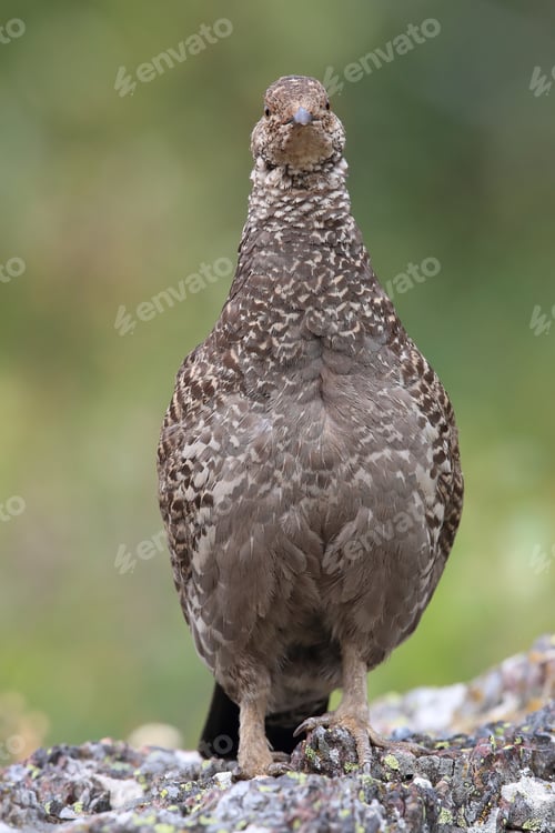 Preview: Spruce Grouse