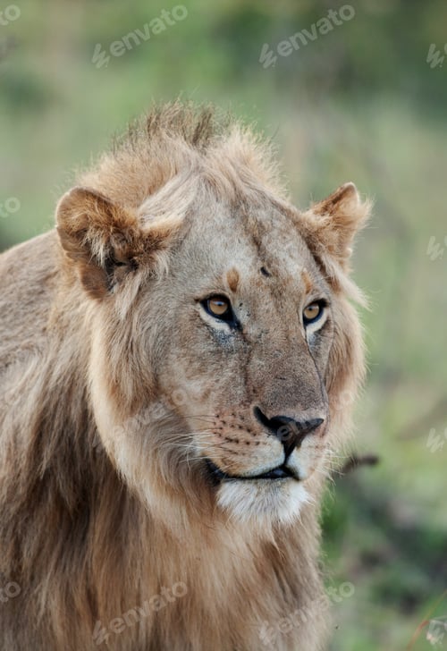 Preview: Male African Lion In The Maasai Mara National Park, Kenya
