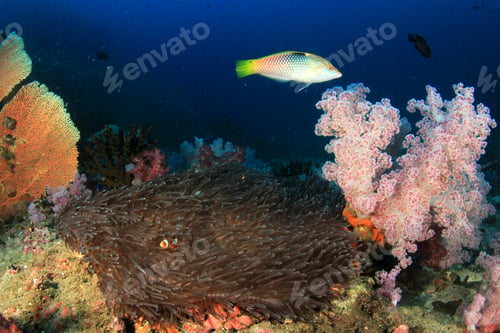 Preview: Underwater Coral Reef And Tropical Fish In Thailand