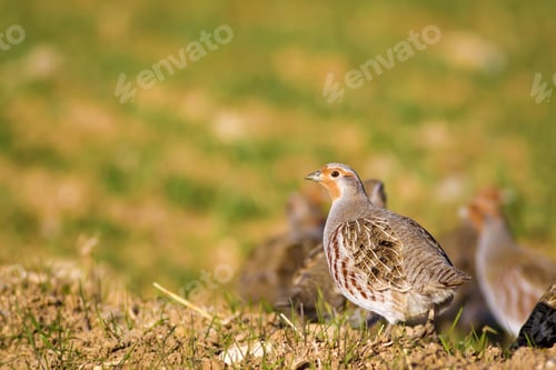 Preview: Partridge. Warm Colors Nature Background. Grey Partridge. Perdix Perdix.