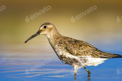 Preview: Wetland And Water Bird. Colorful Nature Background. Common Water Bird: Curlew Sandpiper.