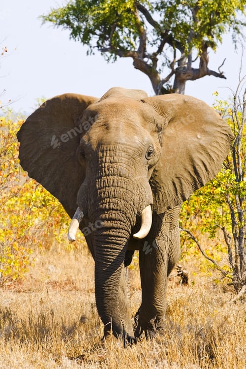 Preview: African Elephant In Kruger National Park, South Africa