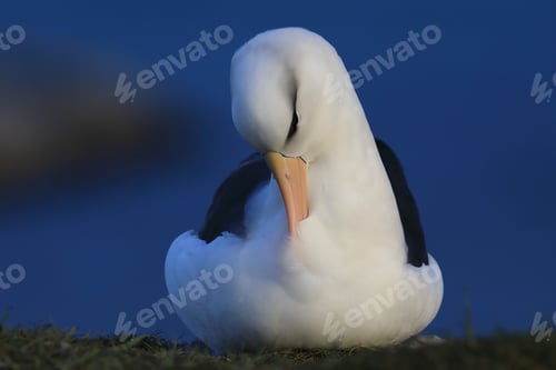 Preview: Black-Browed Albatros ( Thalassarche Melanophris ) Or Mollymawk Helgoland Island Germany