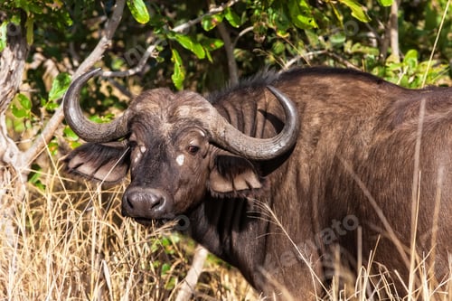 Preview: African Buffalo In The Kruger National Park, South Africa