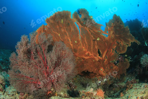 Preview: Coral Reef Underwater. Tropical Fish In Similan Islands, Thailand.