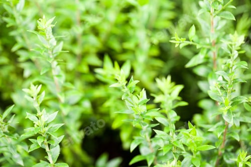 Preview: Mirtis Parviflora Plant And Details In Botanical Garden