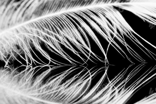 Preview: Guinea Hen Feather With Dark Background