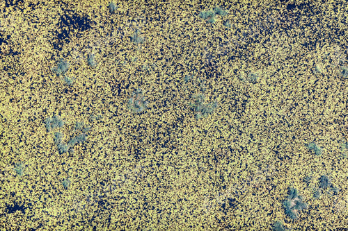 Preview: Aerial View Over The Swamp And Vegetation