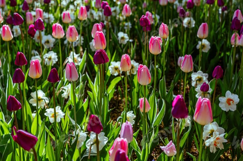 Preview: Beautiful Tulips And The Narcissus Flowers In The Spring Garden Or The Park. Ornamental Flowering