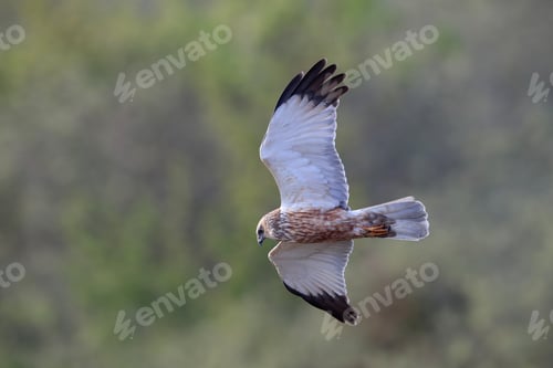 Preview: Marsh Harrier (Circus Aeruginosus) Texel, Holland