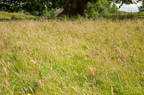 Preview: Wild Grasses In The Summertime.