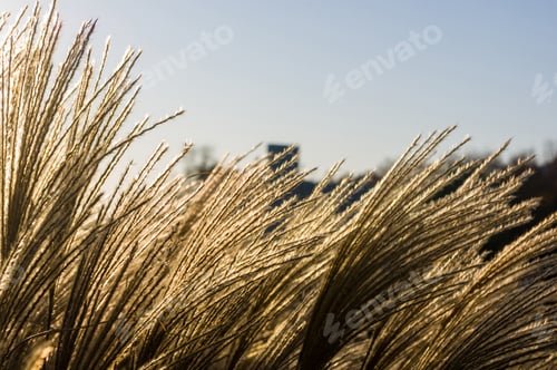 Preview: Chinese Silver Grass, Maiden Grass, Miscanthus Chinese, Miscanthus Sinensis Illuminated By Soft