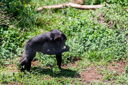 Preview: Chimpanzee In Ngamba Island Chimpanzee Sanctuary, On Ngamba Island, Lake Victoria, Uganda